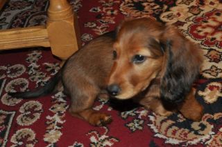 Jamnik d�ugow�osy